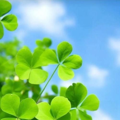 دانلود آهنگ بیتوه یا نیتوه تازه به من چی هاتنهوت سنا برزنجه