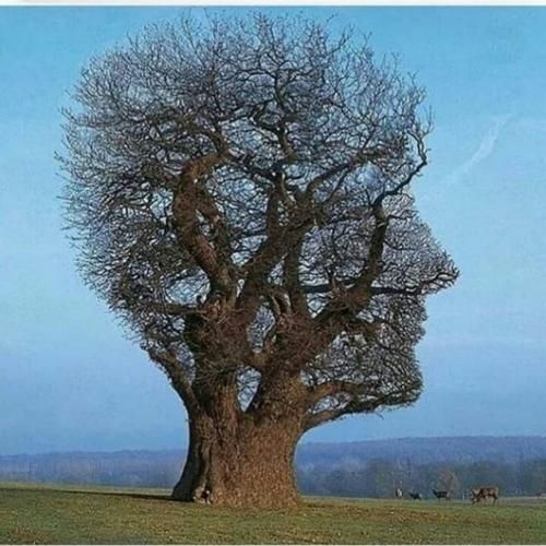 دانلود آهنگ سبز کشمیر مو زلفای تو زنجیر مو 