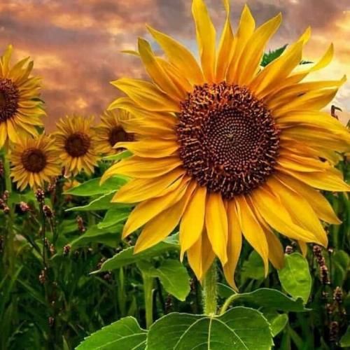 دانلود آهنگ ببین قلبو خیلی آلودته دست من نیست دلم 