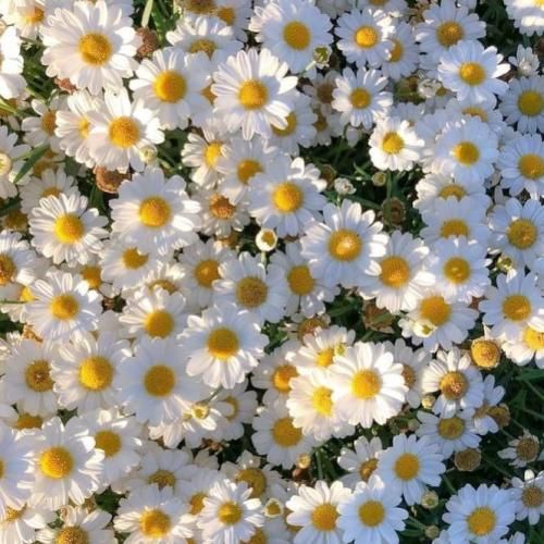 دانلود آهنگ پر یه درمو‌ دونم دردمه دونی میکس اینستایی 