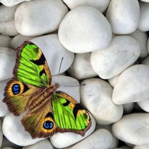 دانلود آهنگ درختان که سر سبزند علف ها که می رقصند 