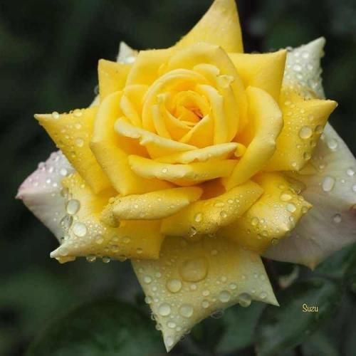 دانلود آهنگ یار قسم خورده یه روز دیدم شده غریبه