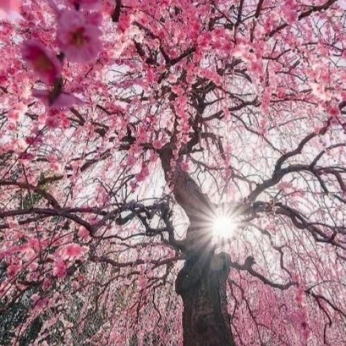 دانلود آهنگ کی میگه آسمون همه ماه داره شایدم واسه ما خار داره 