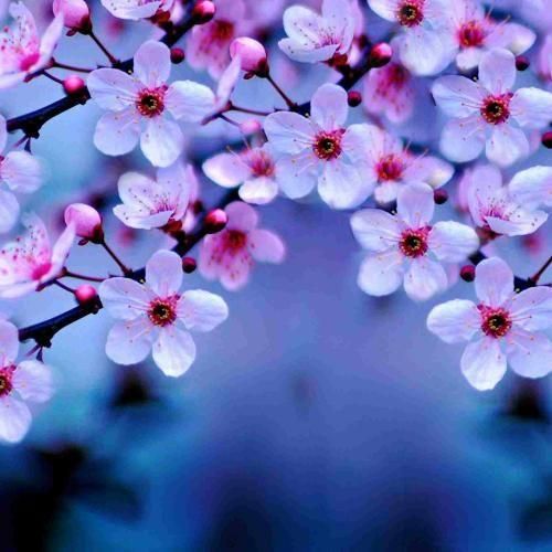 دانلود آهنگ  اگه دل تو با اونه برو نمیخام دیگه باشی با من 