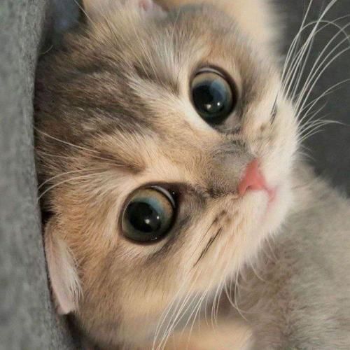 دانلود آهنگ بابا پرپر شدم منو جمعم کن روزامم شد 