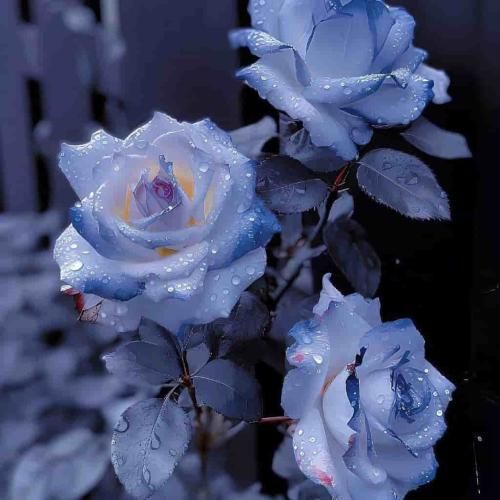 دانلود آهنگ رک بگم ساده برام بودی خانواده بقیه تورو