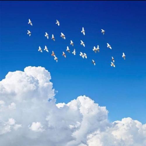 دانلود آهنگ خون ارغوانها از فریبرز سلیمی