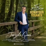 جنگل گیسو همایون یگانه